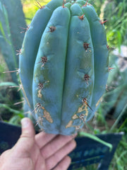 💎👑 Papa Smurf — FAT 9” Pup