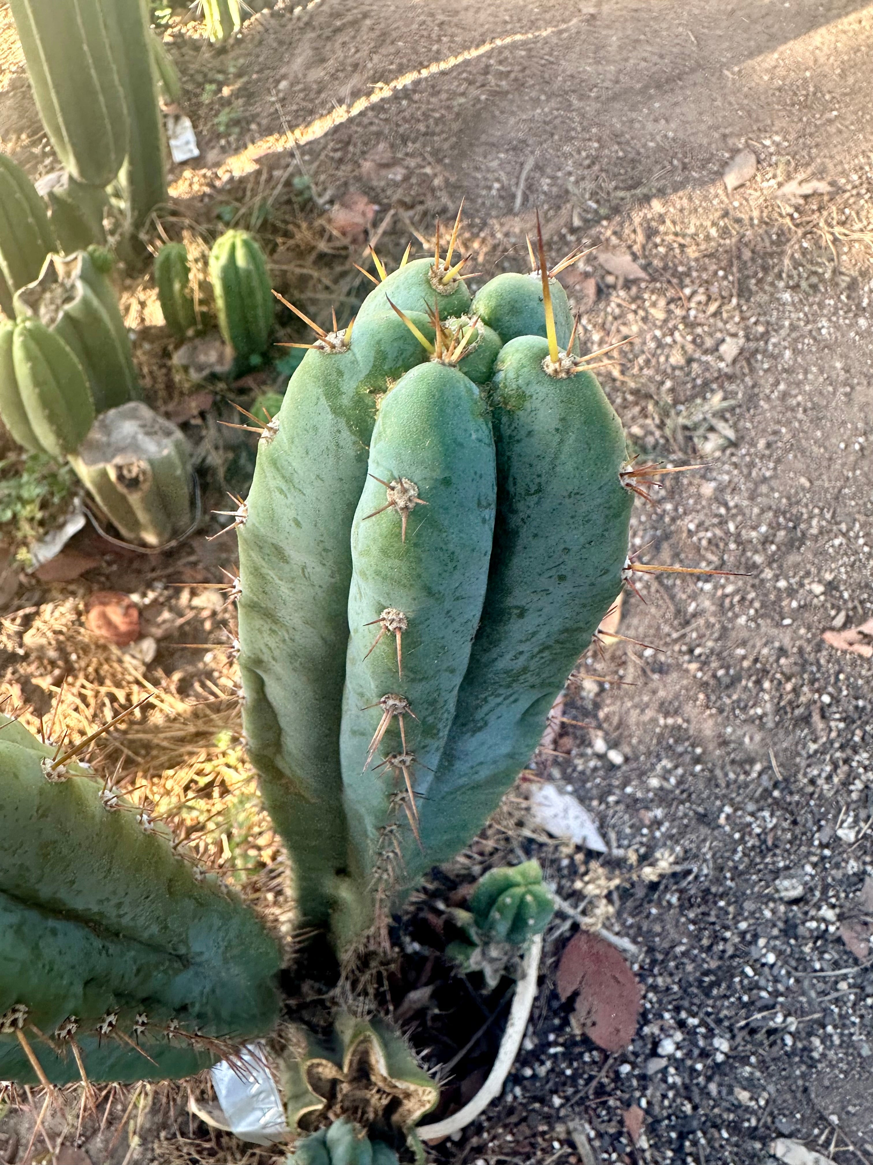 👑🌶️ Kimnach — 10” Tip