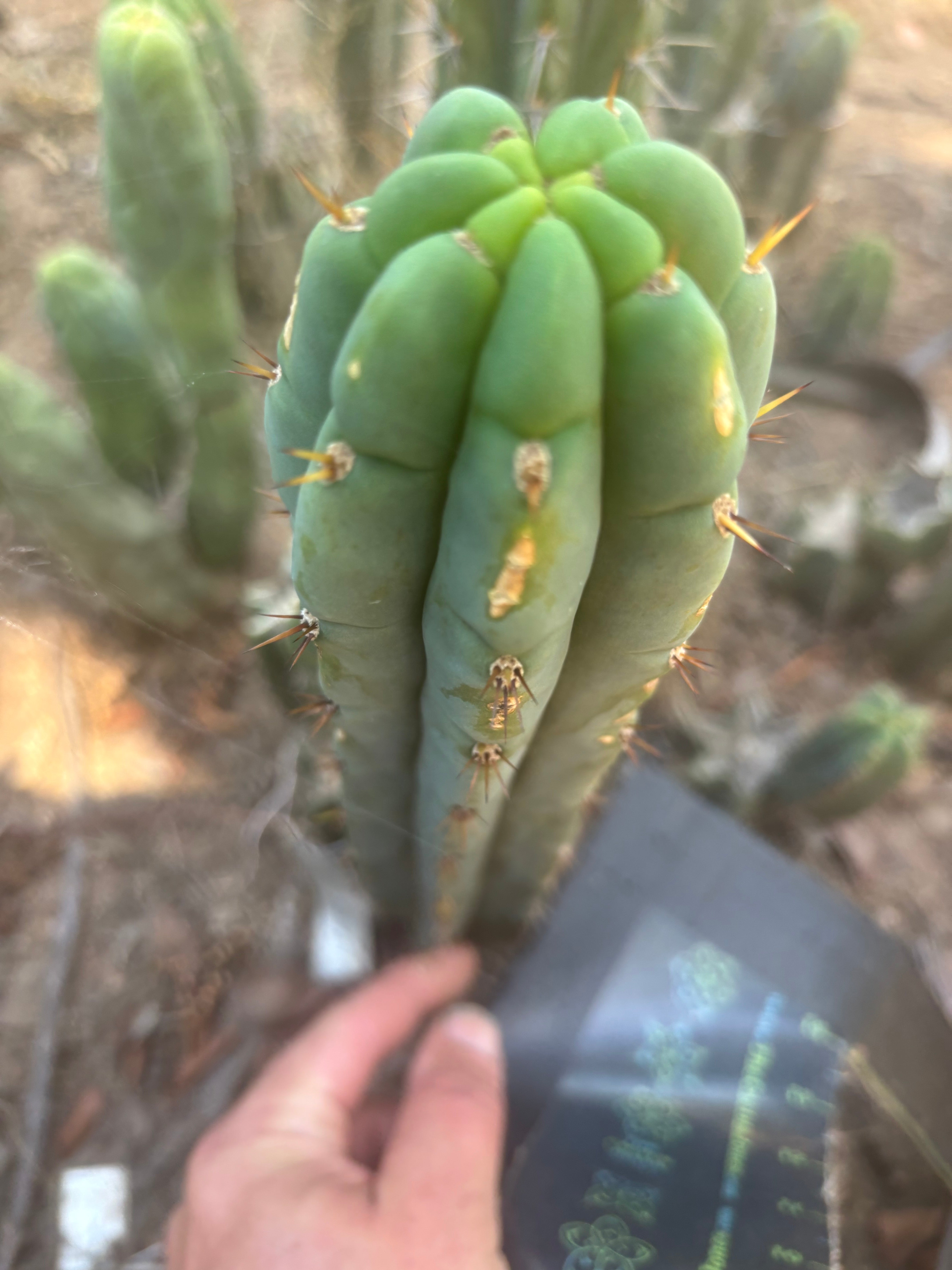 👑🌶️🌶️ Austy’s Bomb — 10” Tip