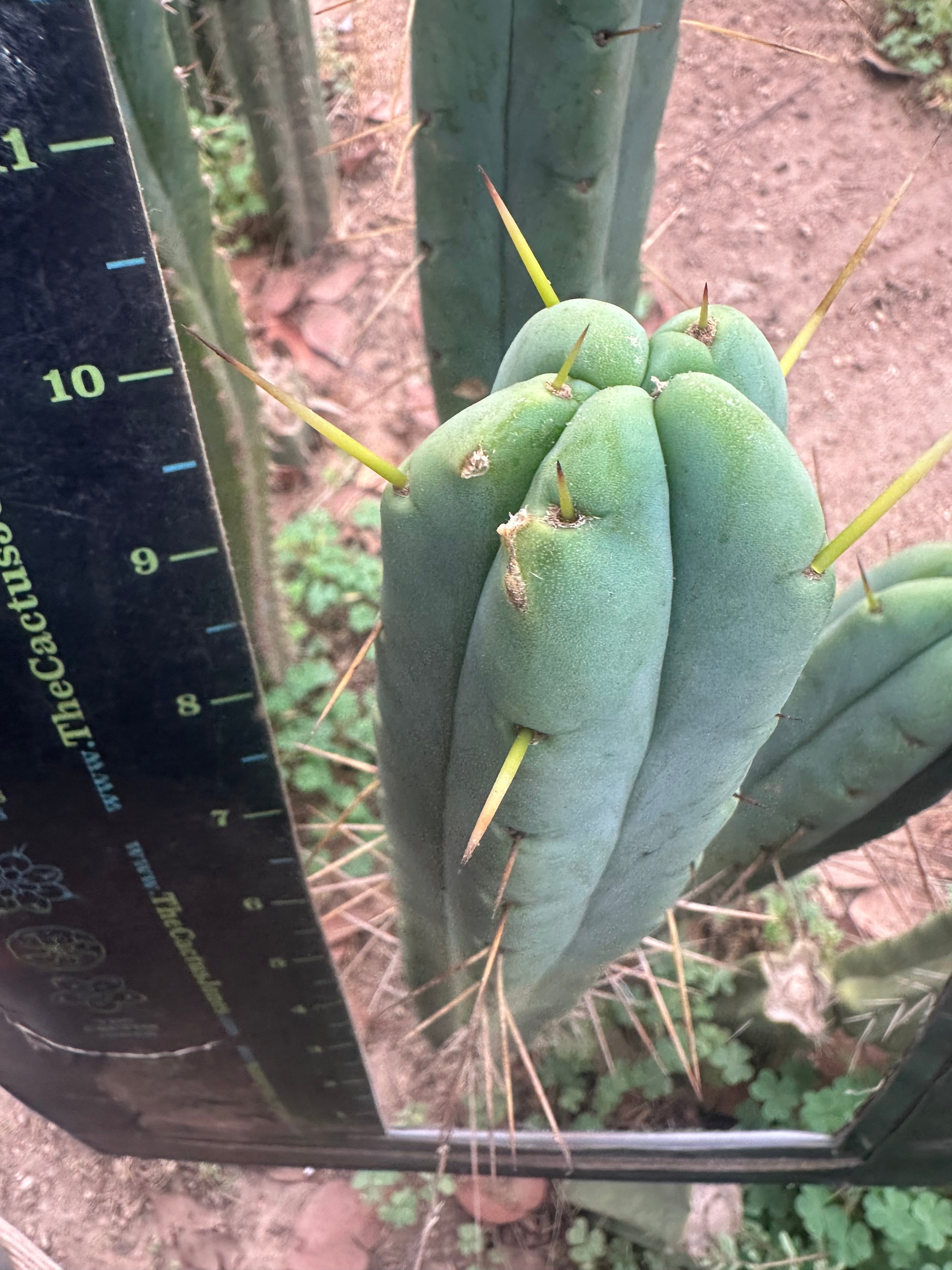 👑🌶️ Psycho0’ x SS02 — 10” Tip