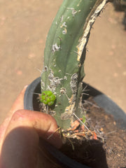 👑🌶️🌶️ Dulzura — Fully Rooted 14”