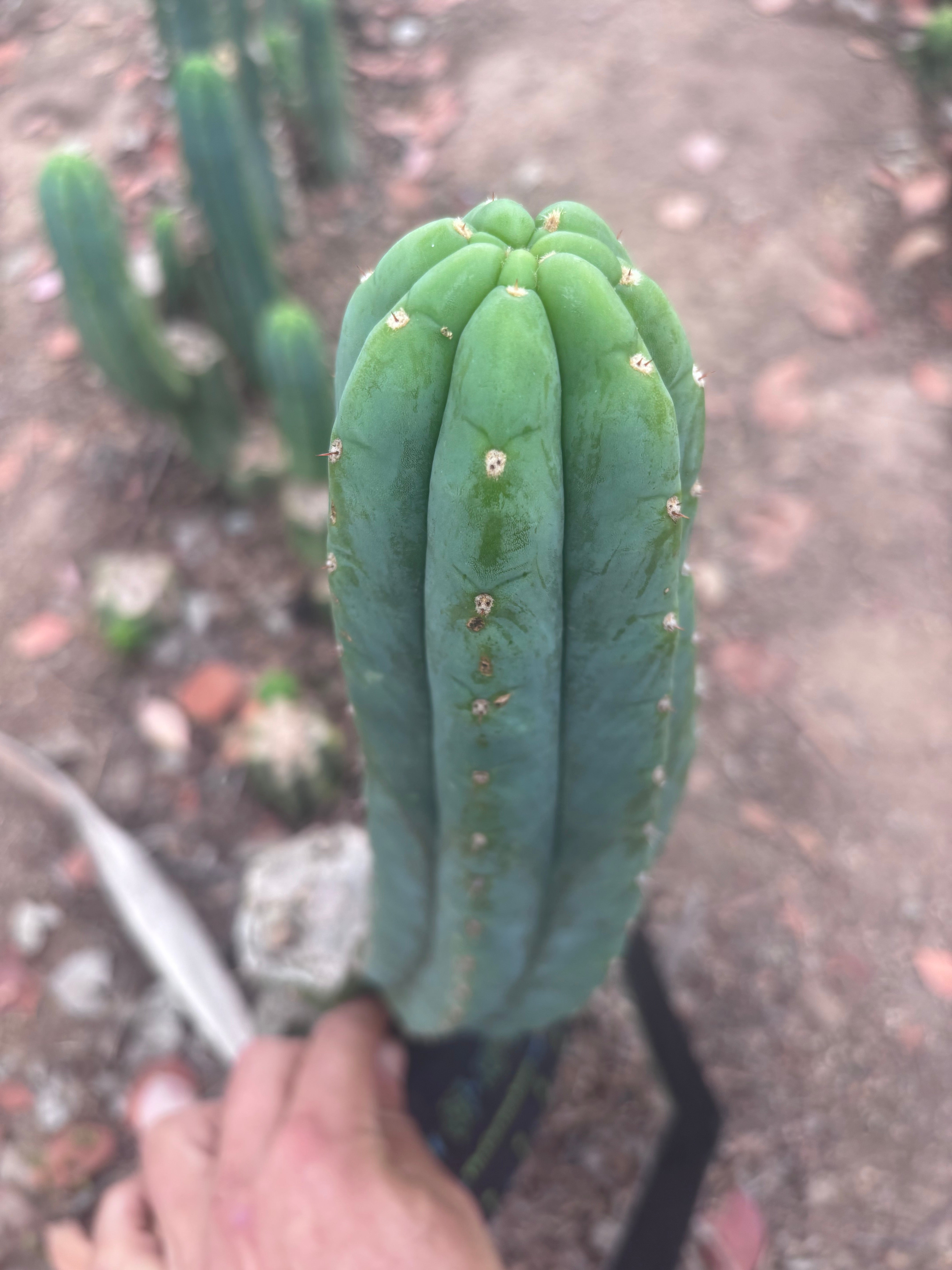 👑🌶️🌶️ Ogun — 12” Pup