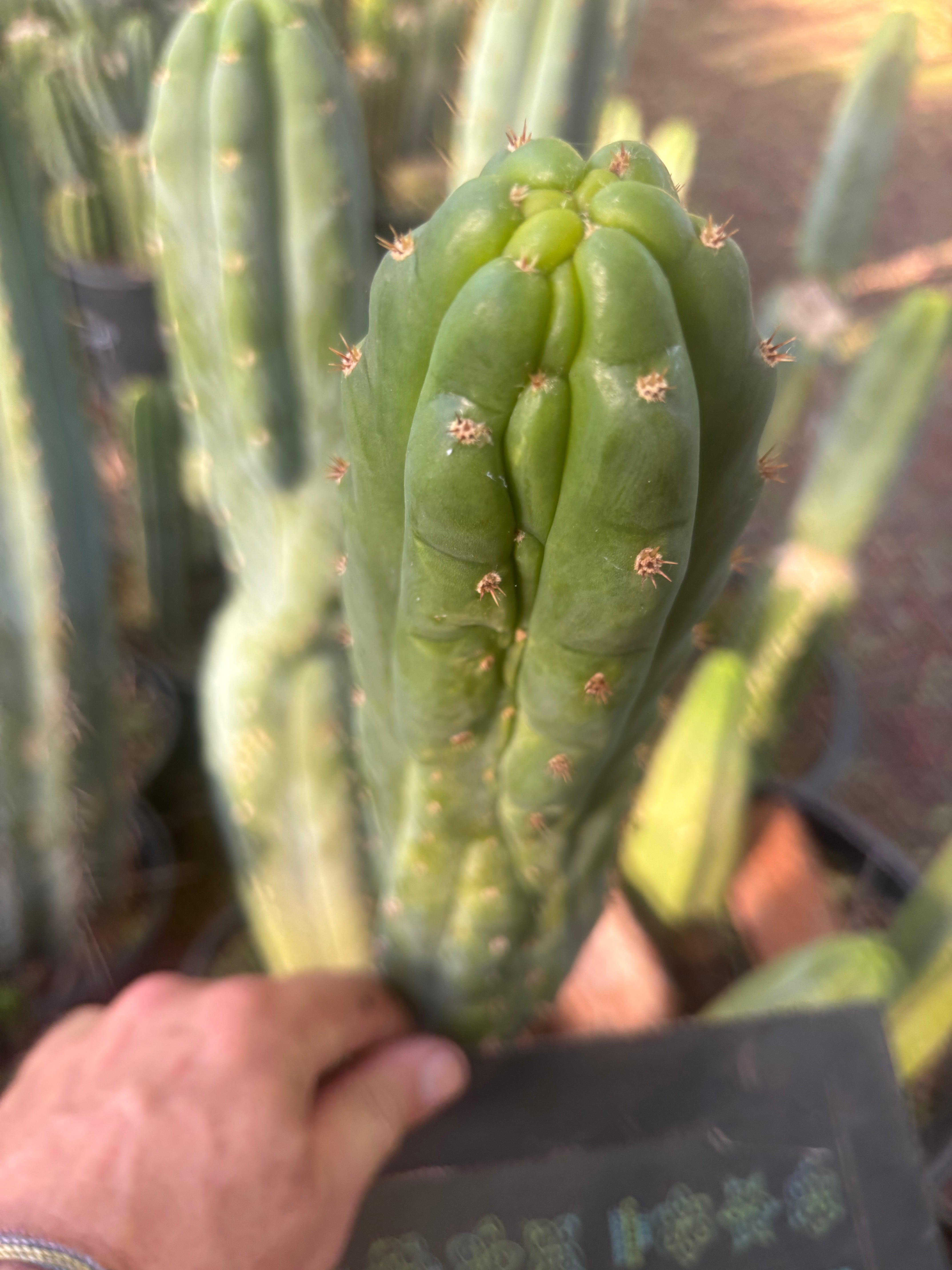 💎👑💎 Nutty — 9” Tip