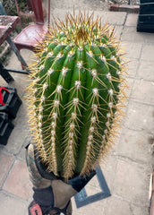 (LAST CALL) The World’s Greatest Grafting Stock — *FAT* 10” Tips (Pre-Order)