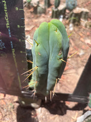 👑🌶️ Caballero — 9” Pup