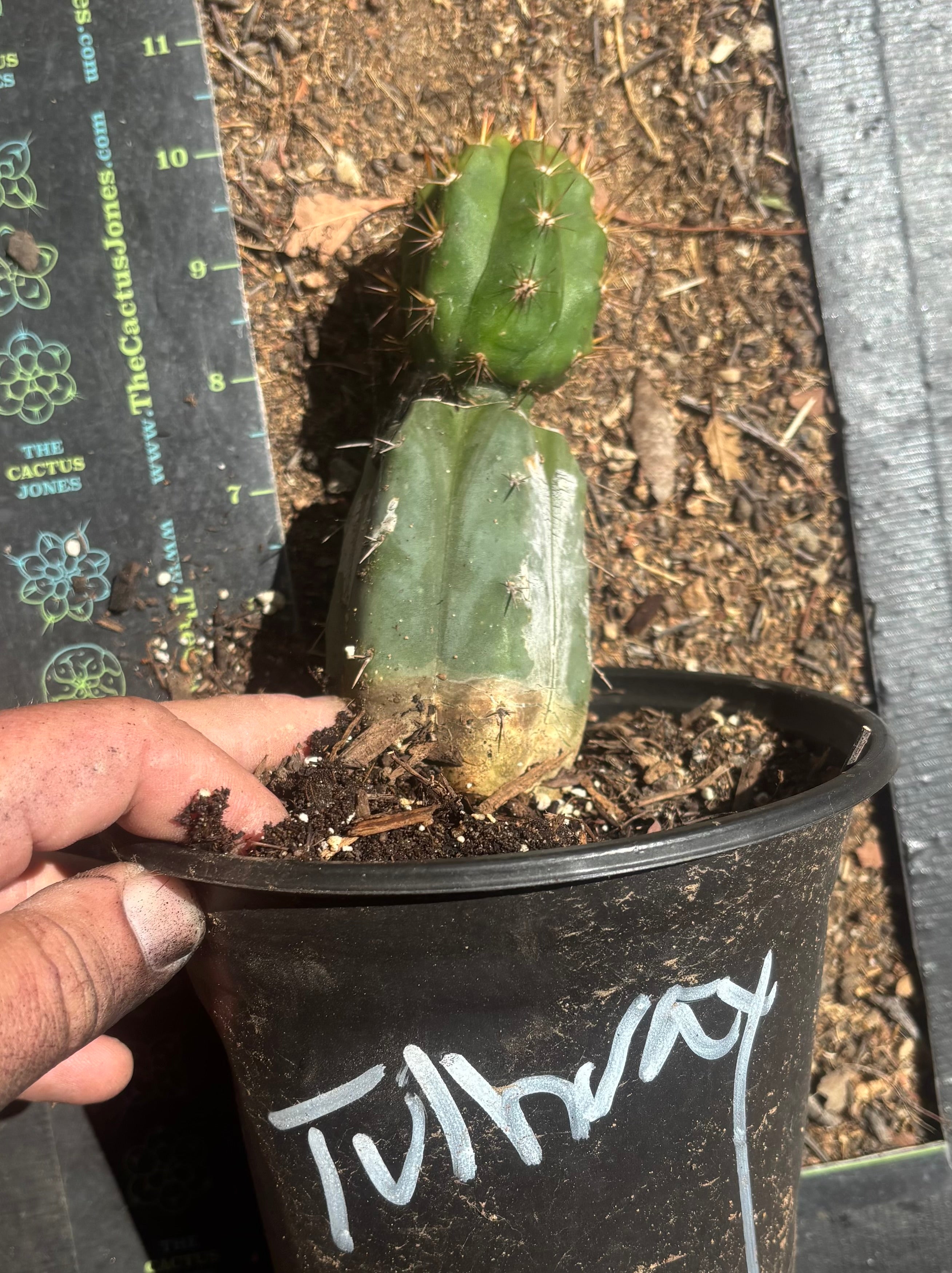 💎👑💎 Tulhuay — Rare Magenta Flower — Rooted Slab Graft w/ Pup