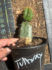 💎👑💎 Tulhuay — Rare Magenta Flower — Rooted Slab Graft w/ Pup