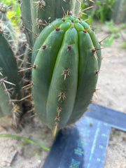 👑🌶️ KK339 — Chubby 10” Pup