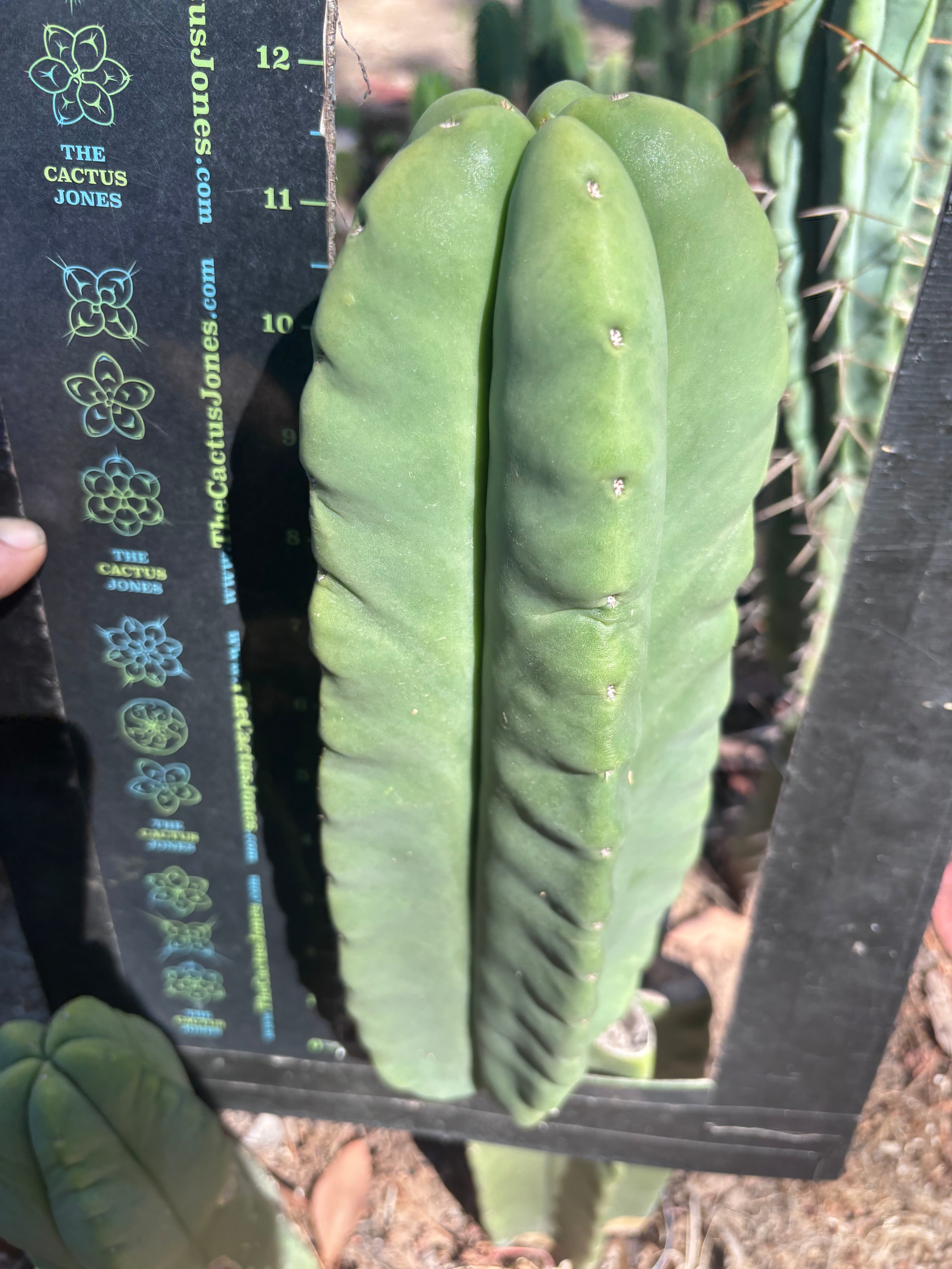 👑🌶️ Zulk — XL FAT 12” Pup