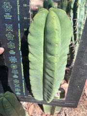 👑🌶️ Zulk — XL FAT 12” Pup
