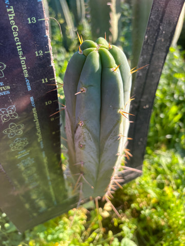 👑🌶️ S.S. Achuma — 12” Pup