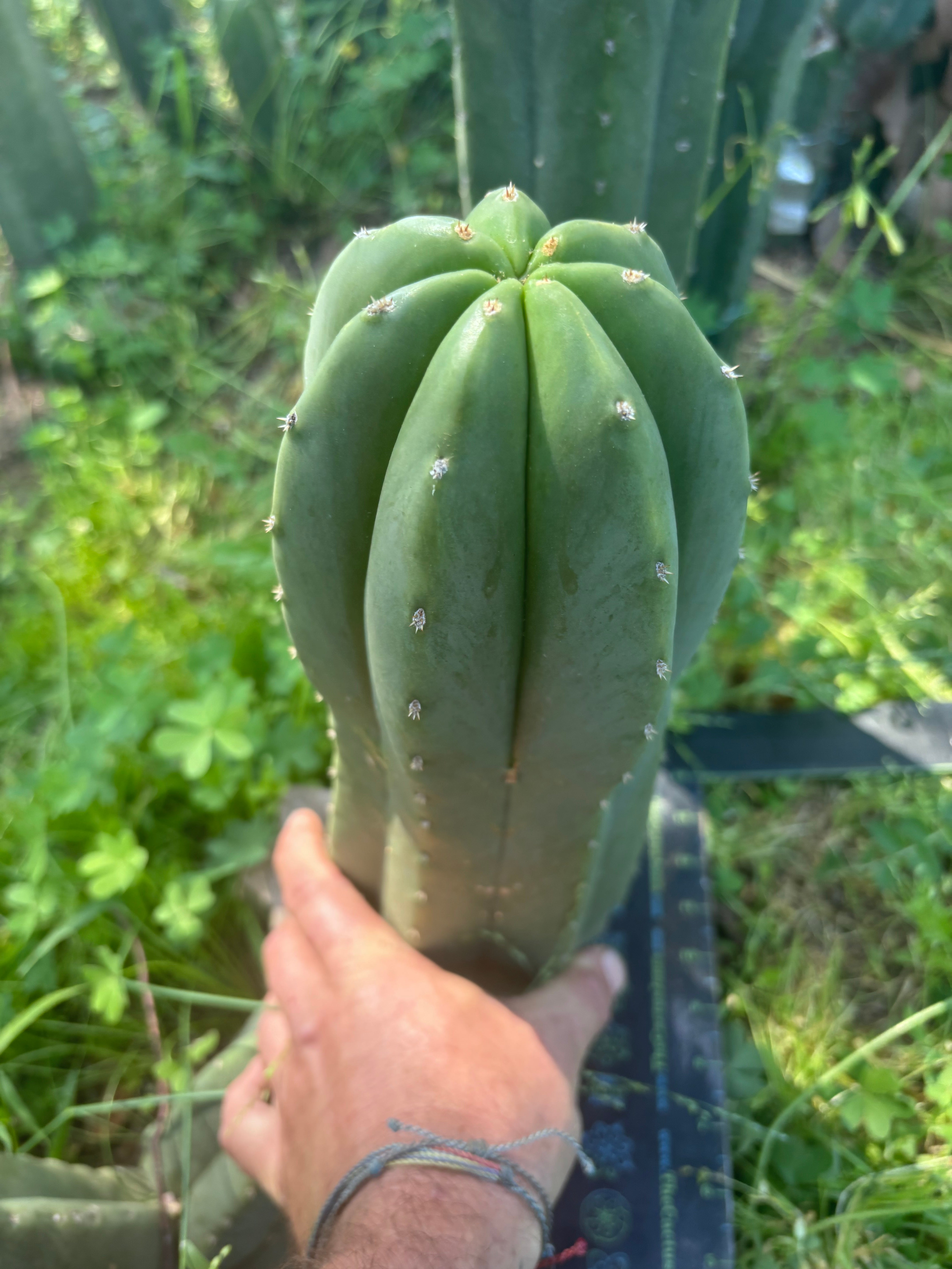 💎🌶️ Jonesy07 — Massive 14” Pup