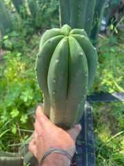 💎🌶️ Jonesy07 — Massive 14” Pup