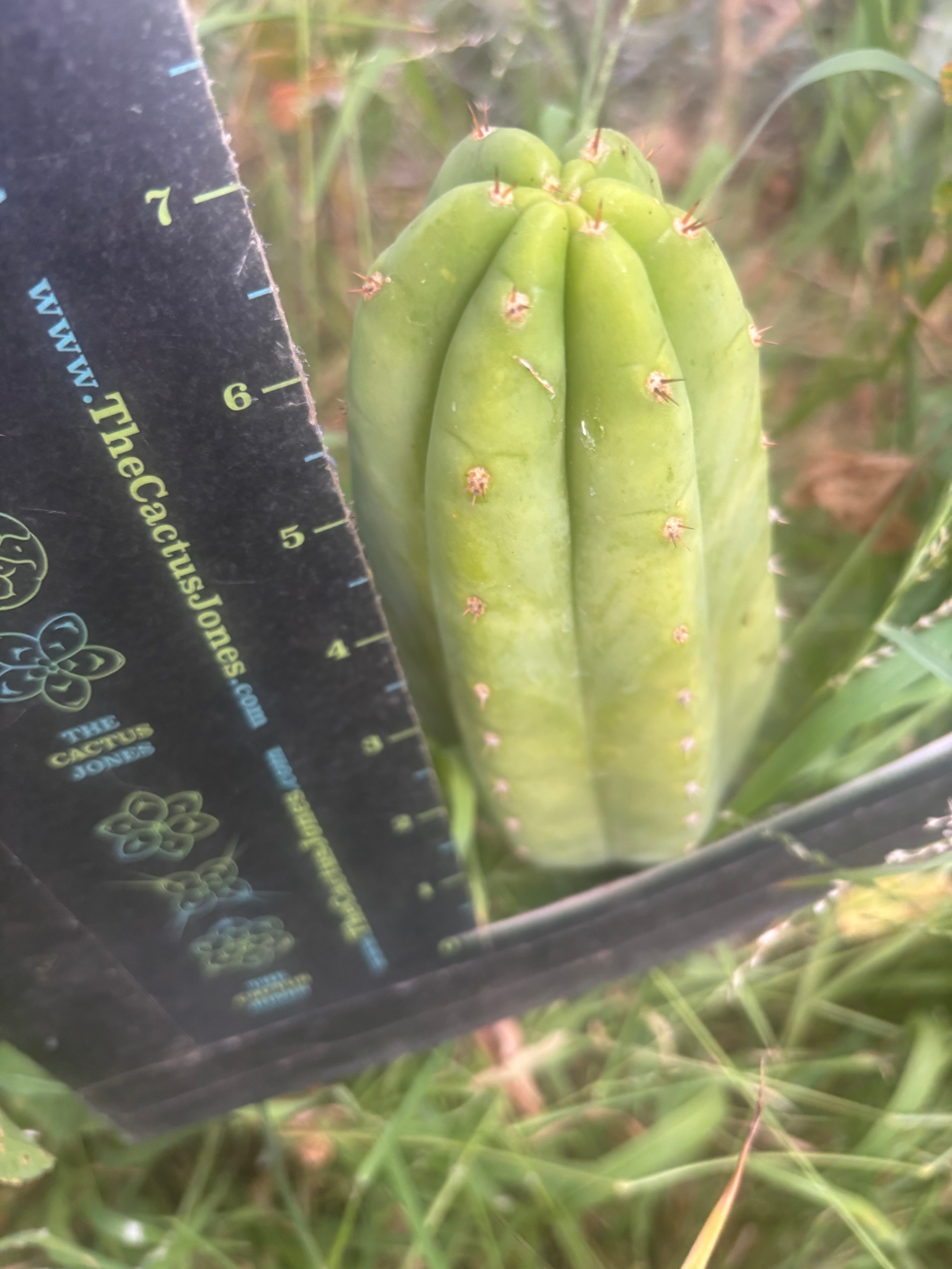 Custom Listing for Jeff H