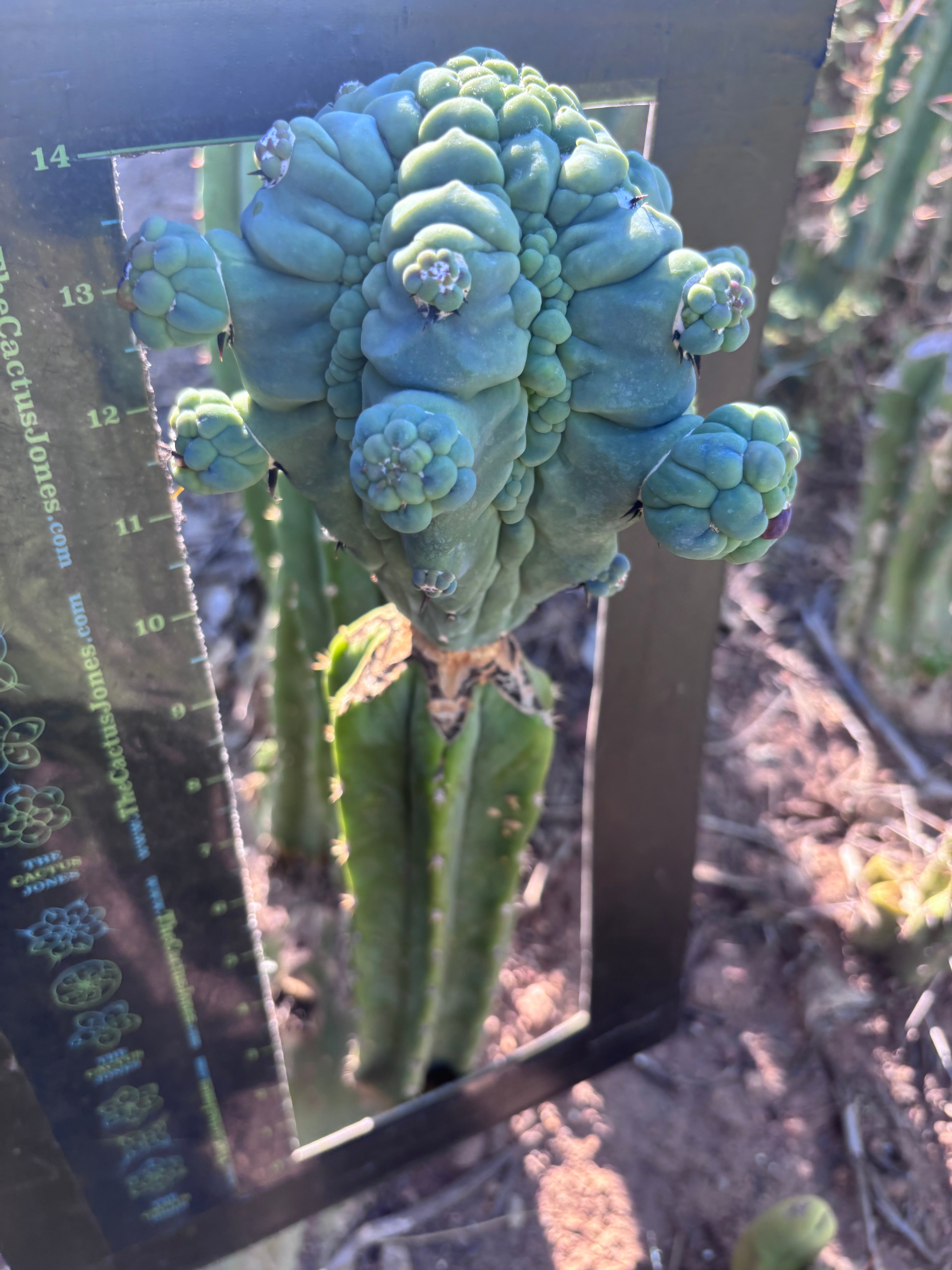 👑💎 Glorp — XXL Graft with 10+ Pups