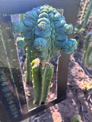 👑💎 Glorp — XXL Graft with 10+ Pups