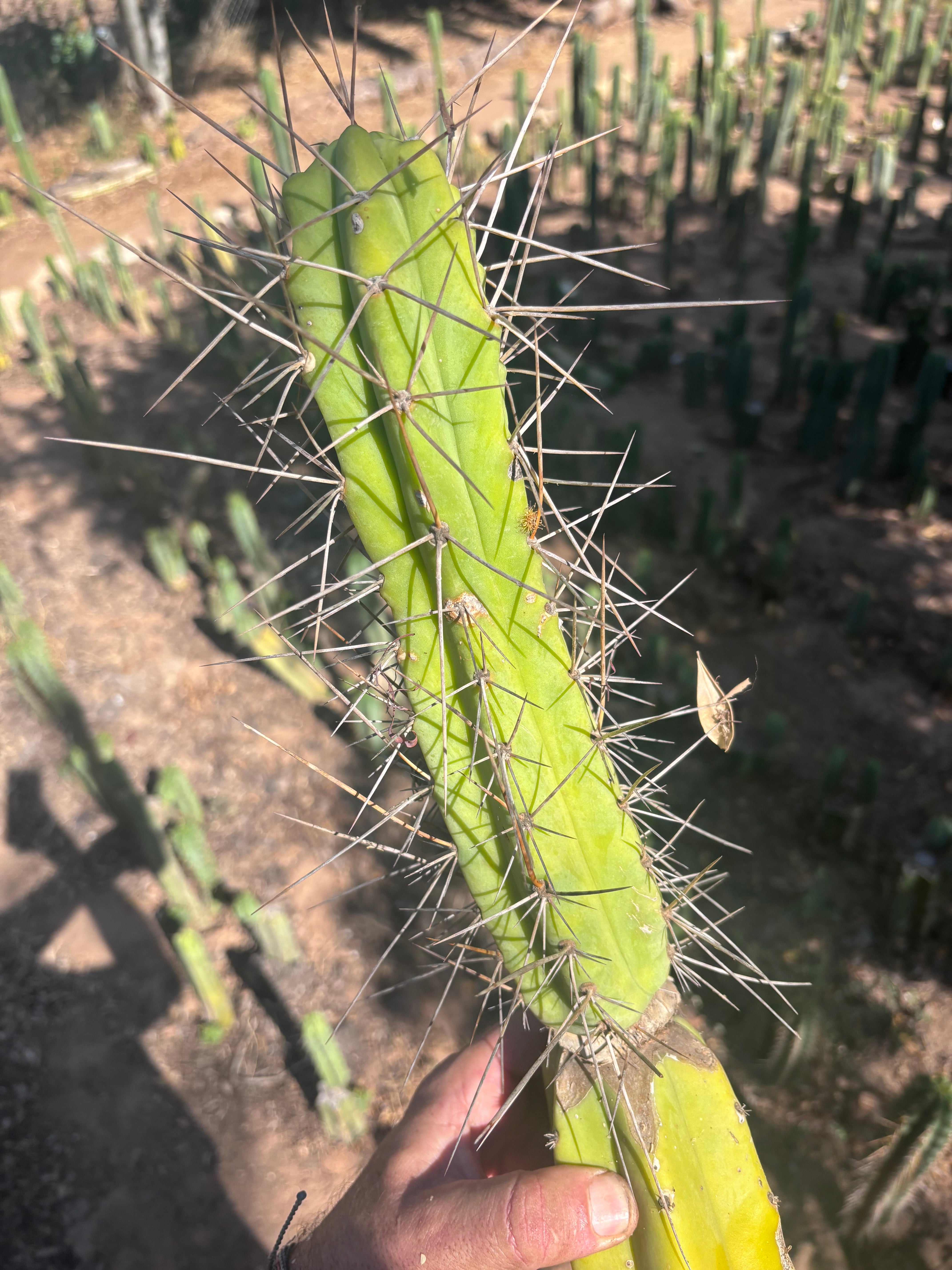 👑🌶️ Medicine Man — 11” Tip (14” Graft Total)