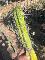 👑🌶️ Medicine Man — 11” Tip (14” Graft Total)