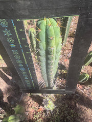 💎 Colossus x Clyde — XL 14” Tip