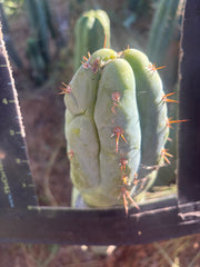 💎👑💎 Q-Tip — Chonky 6” Tip