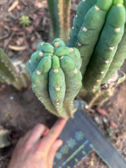 💎👑🌶️  Ichoca — 10” Pup