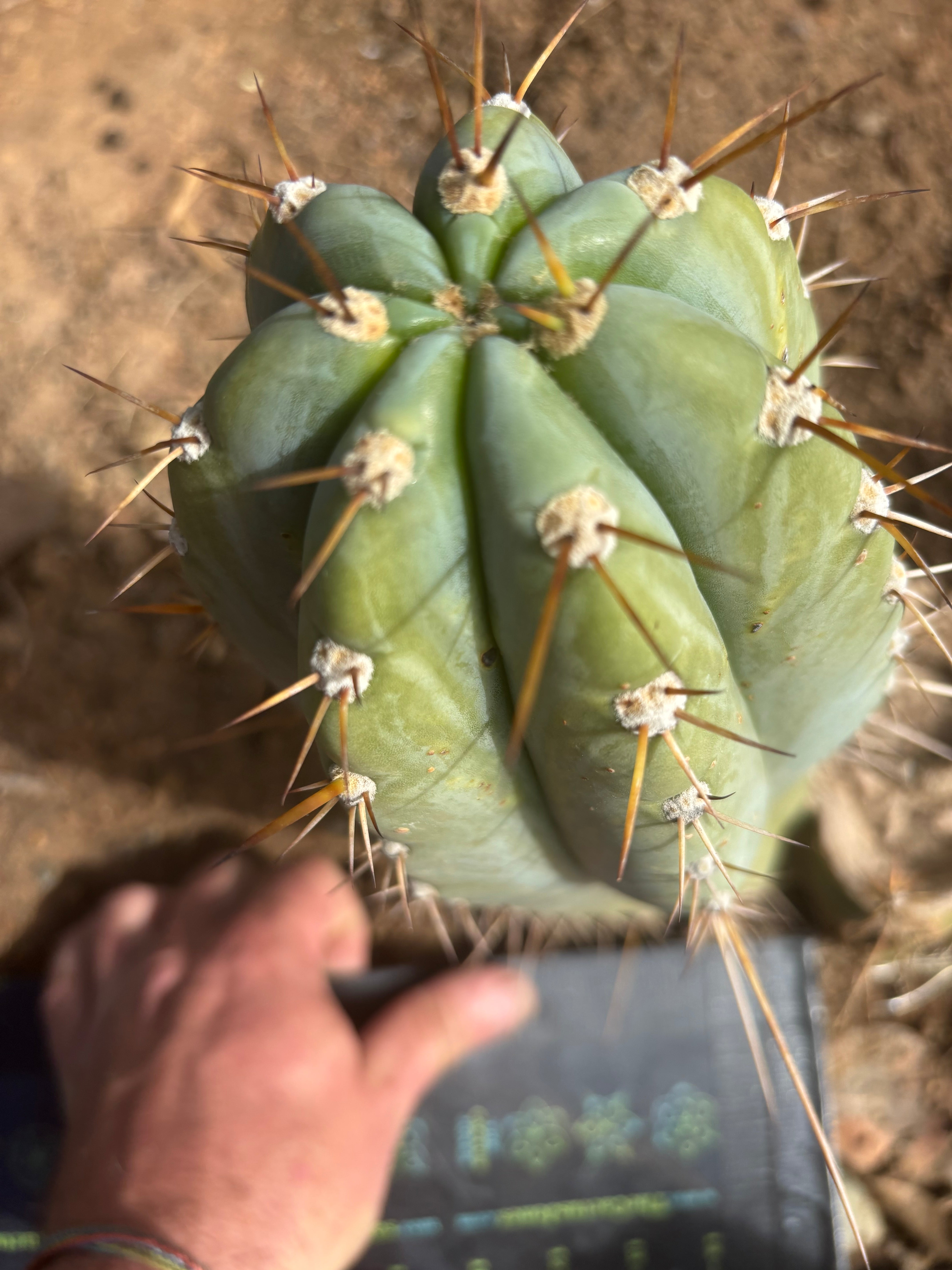 💎👑🌶️ CGG — 12” Melon Pup