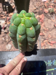 💎👑🌶️  Ichoca — 6.5” Pup
