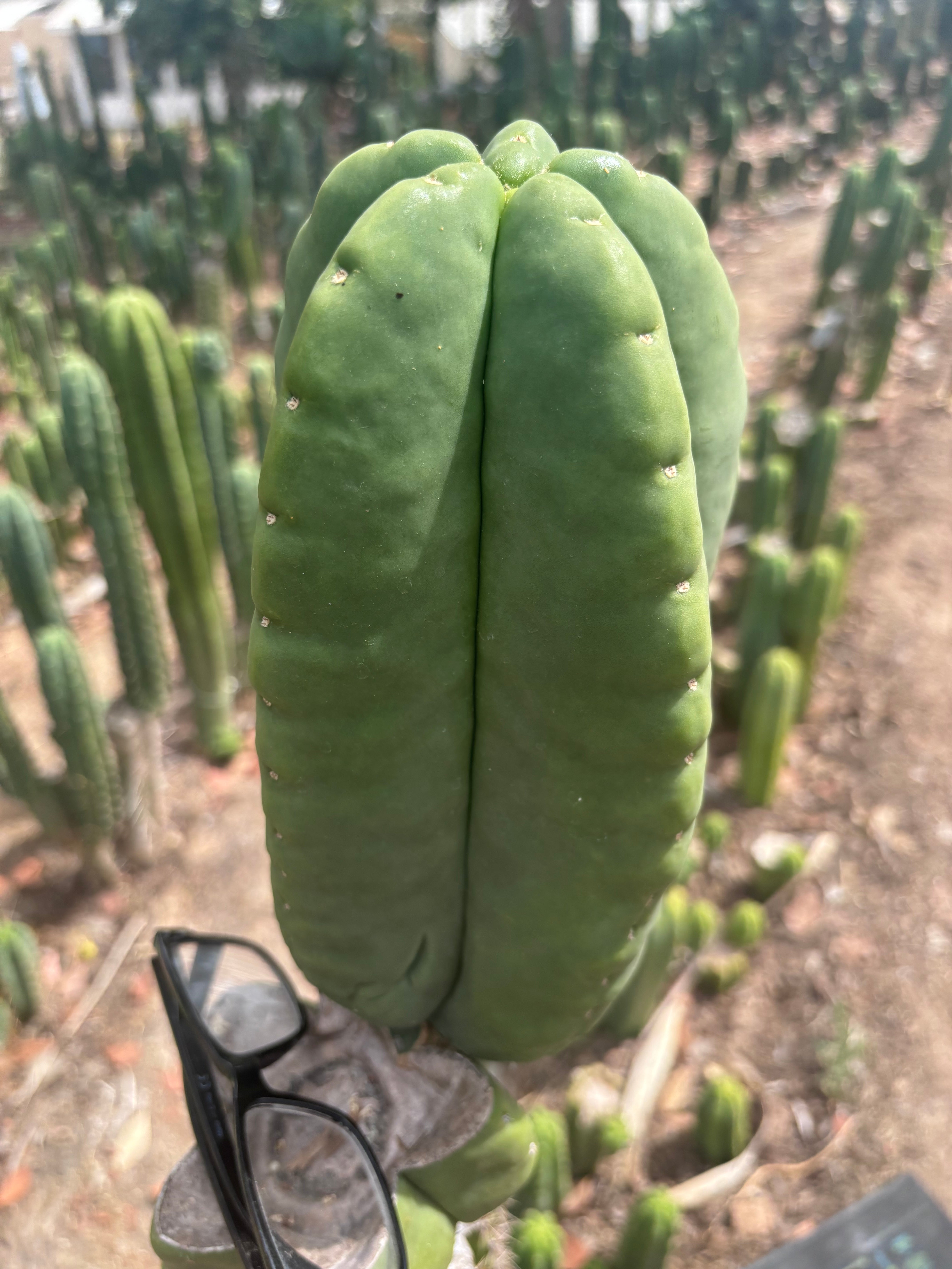 💎👑💎🌶️ Ferah — Massive 10” Melon!
