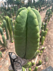 💎👑💎🌶️ Ferah — Massive 10” Melon!