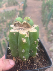 💎👑💎 Parque de las Leyendes —BK08611.4 Clone A —  Rooted Slab Graft w/ Pup