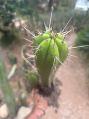 (🌶️) Lumberjack x Huaraz — Seed Grown Mini Stand