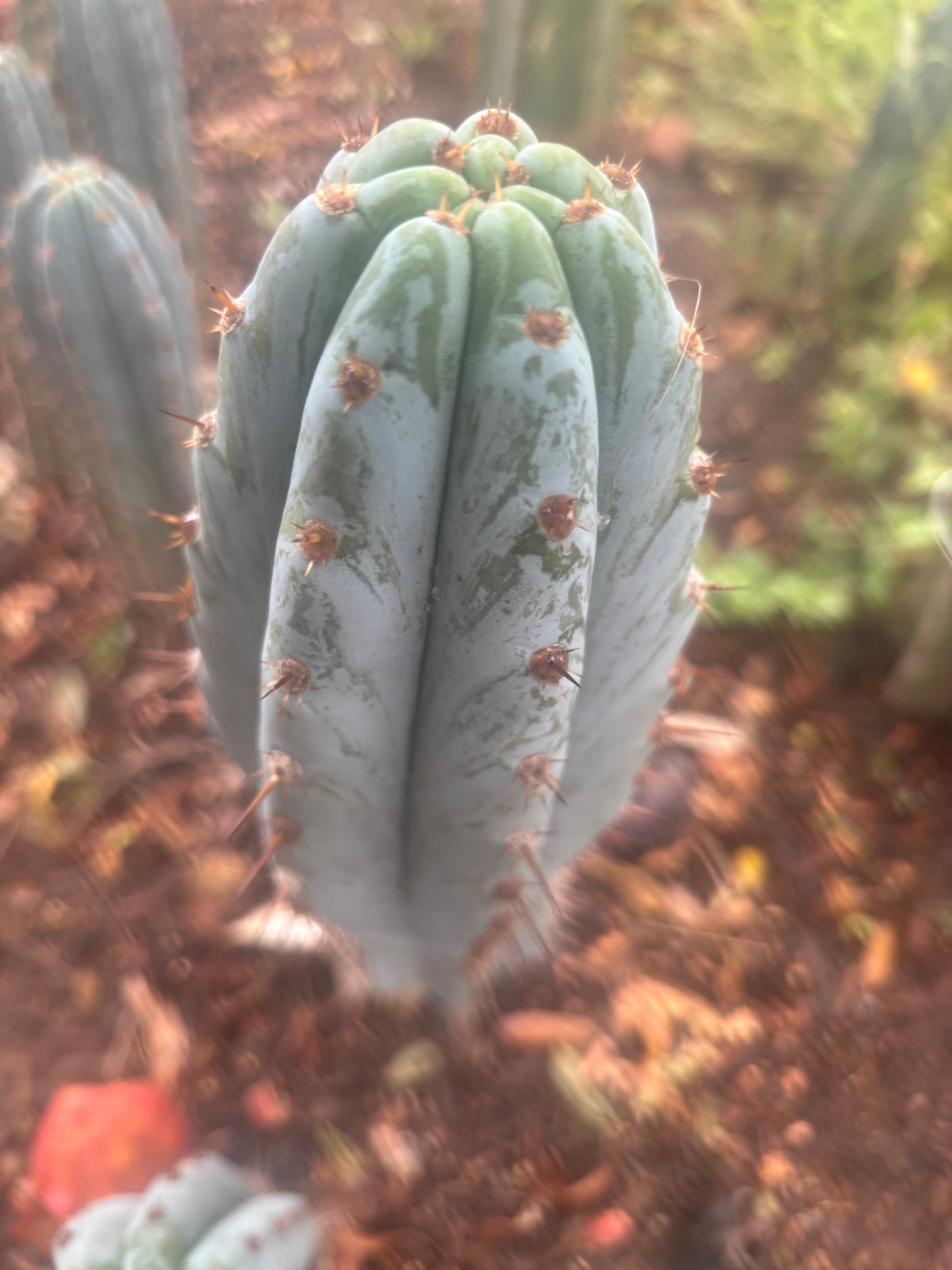 💎👑 Althea — 8” Tip