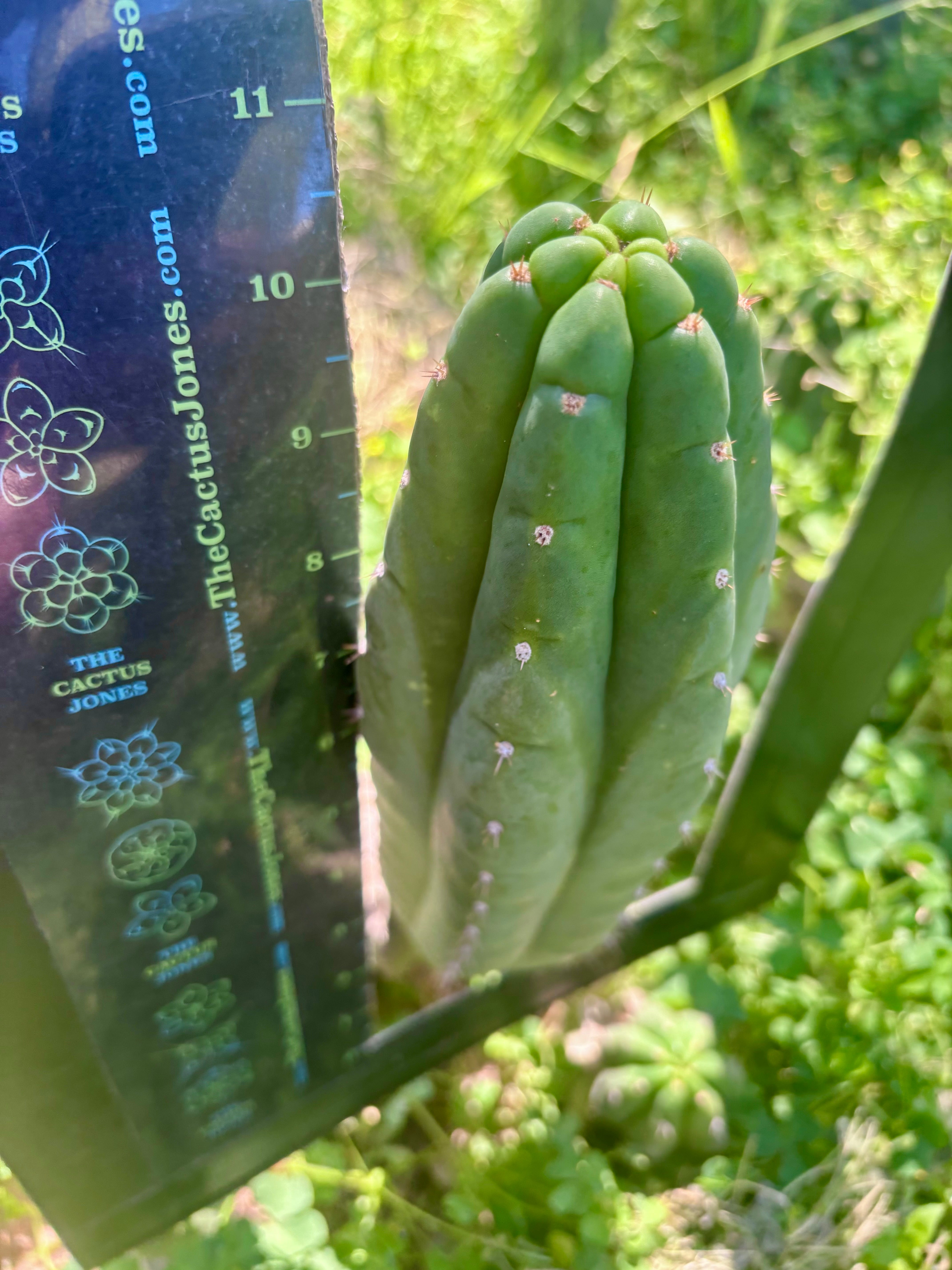 👑🌶️ Blue Ecuador — Chonky 10.5” Pup