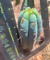 💎👑🌶️ Sharxx Blue — Chubby 8” Pup
