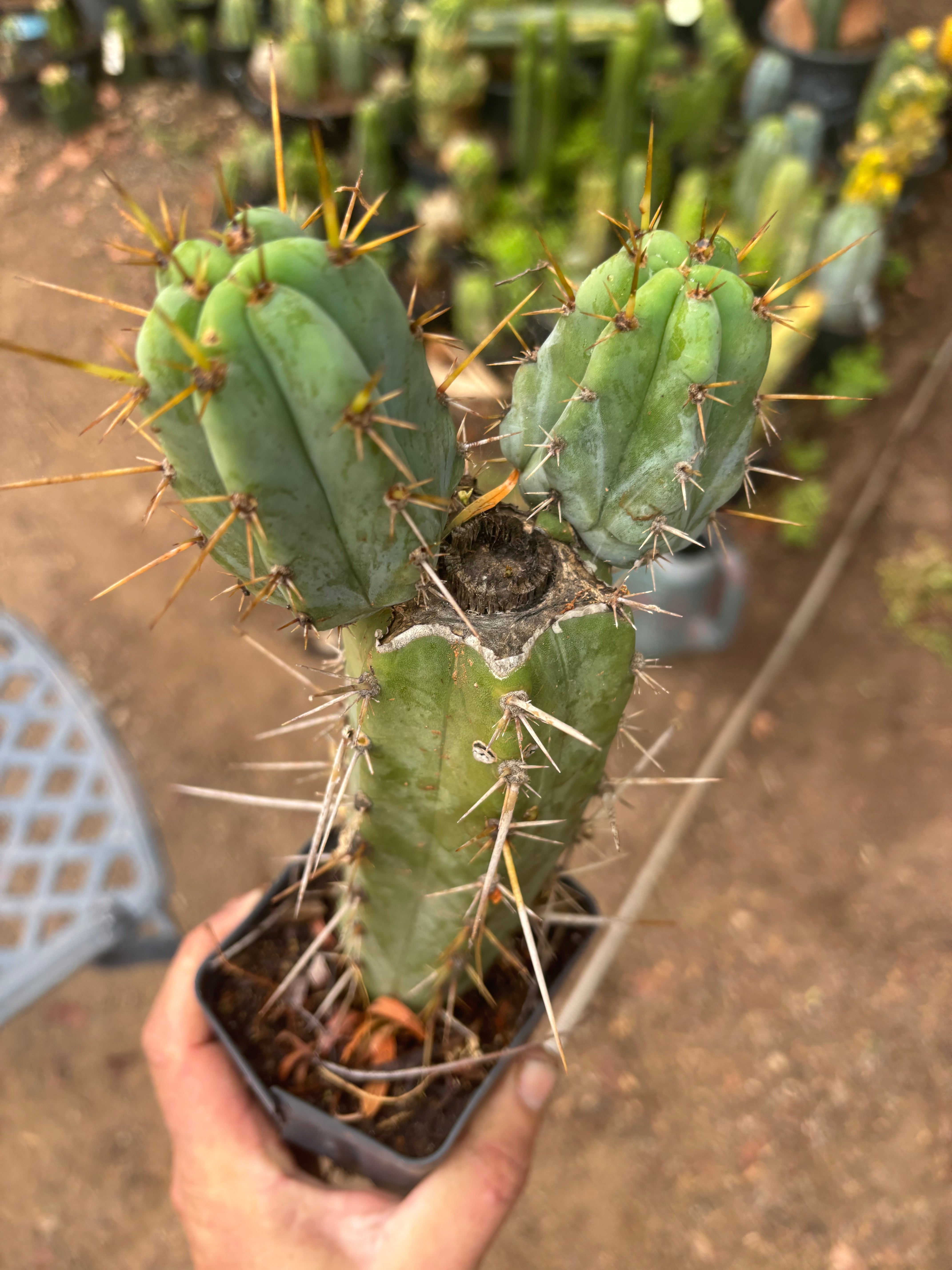 Wild Andes x SS02 — 10” Rooted Mid w/ Pups