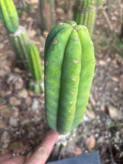 👑🌶️🌶️ KR04 — 6.5” Tip