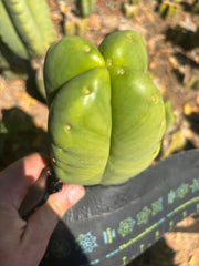 💎👑🌶️ Ferah — Fourwang Chub Muffin