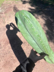 🌶️ Zed x Ecuadorian Pach — XL 20” Tip