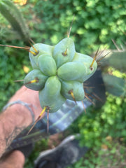 💎🌶️ Sina x SS02  — Thick Melty 10” Tip