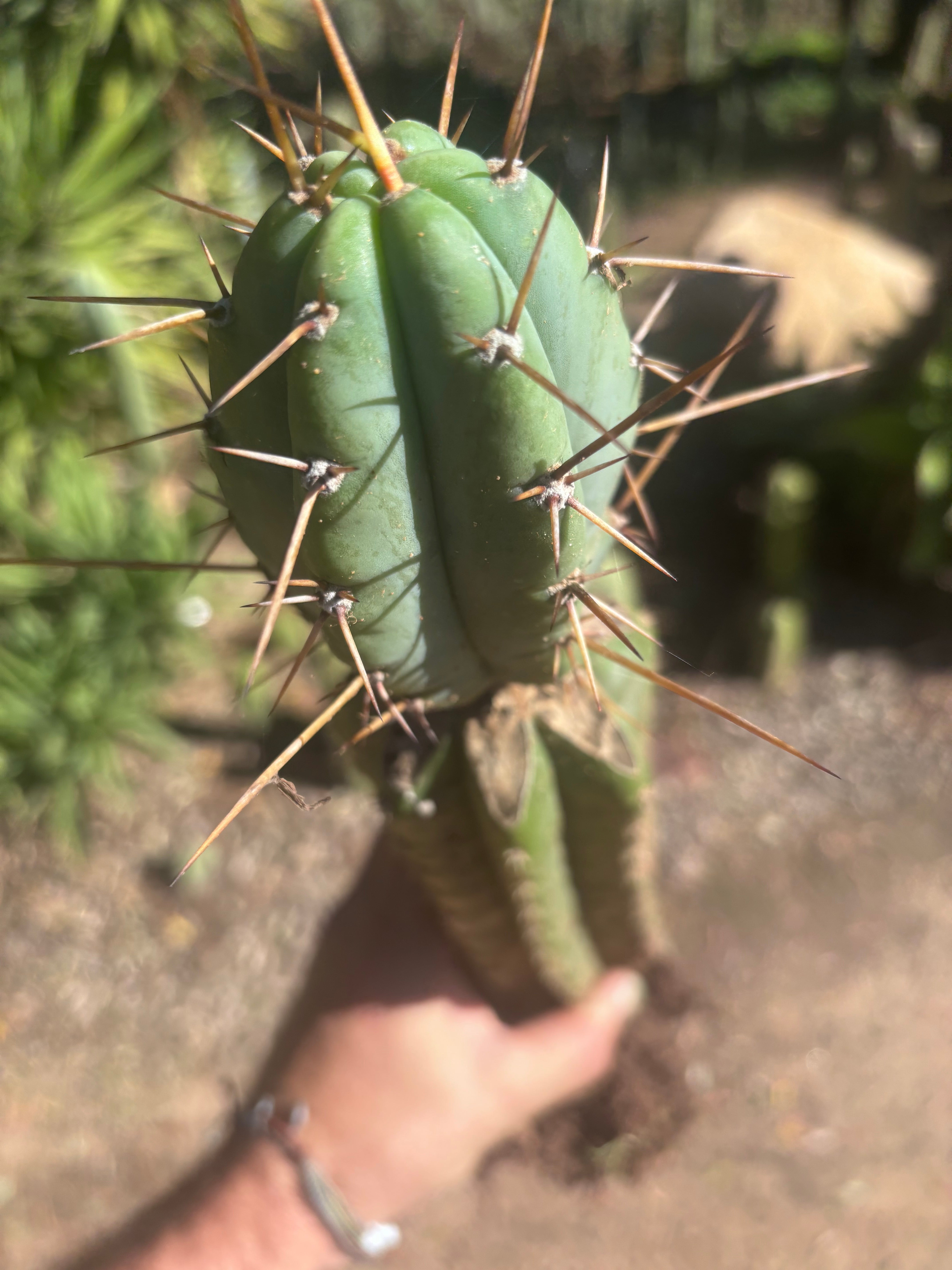 👑🌶️🌶️ Pala! — Rooted XL Graft