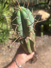 👑🌶️🌶️ Pala! — Rooted XL Graft