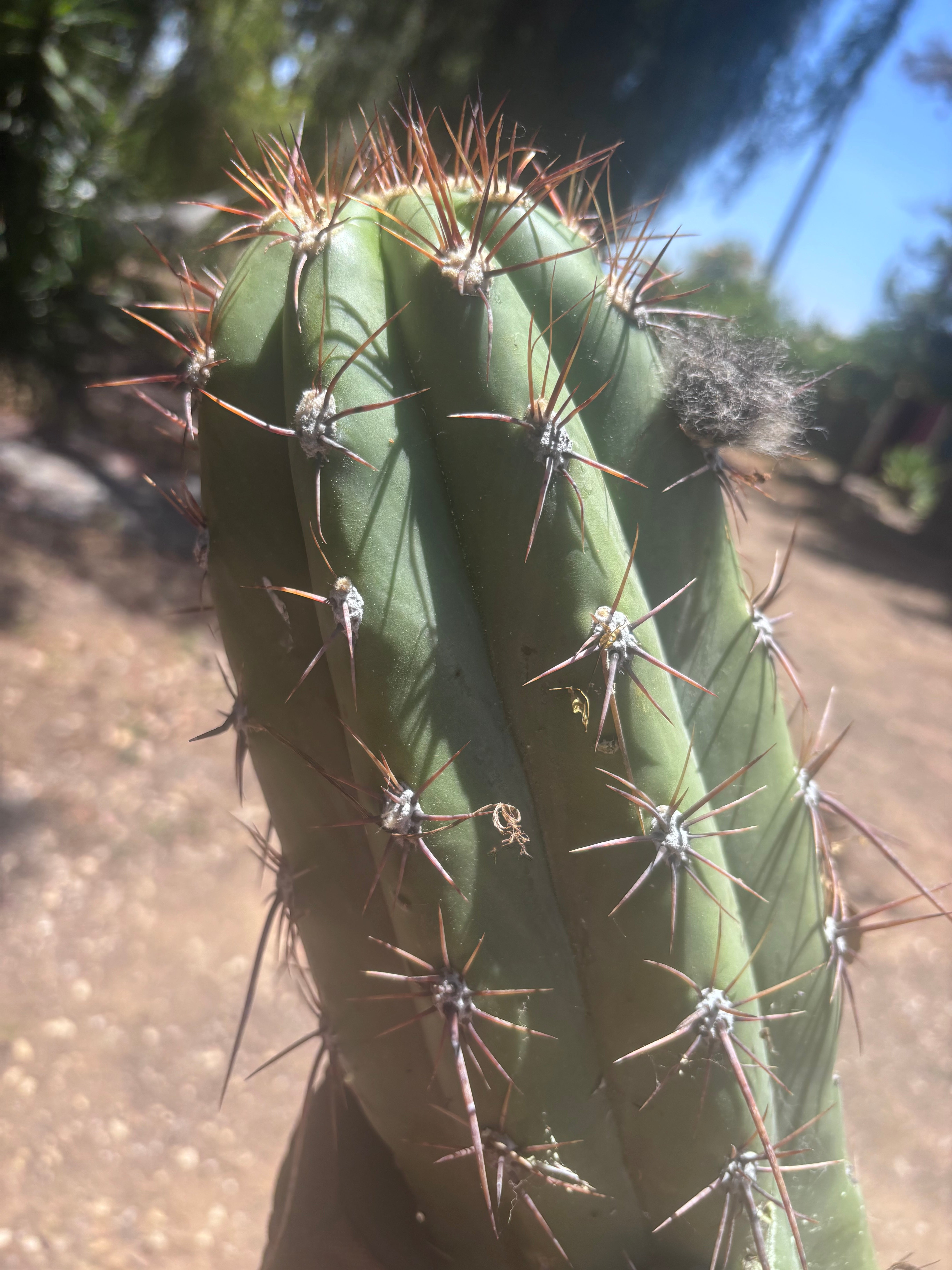 💎💎 Taquimbalensis — MASSIVE 18” Tip