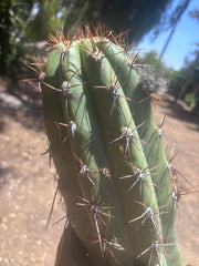 💎💎 Taquimbalensis — MASSIVE 18” Tip