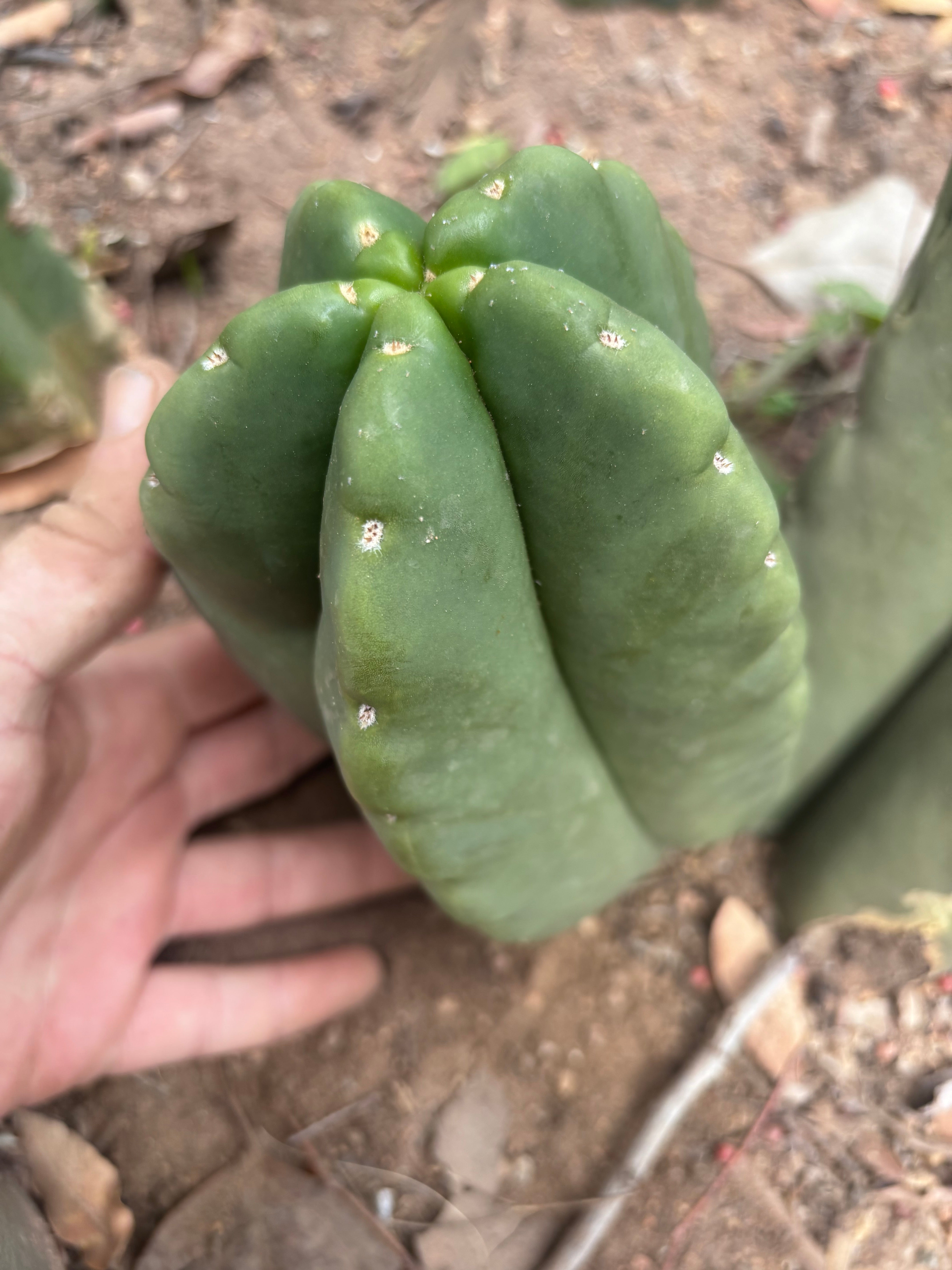 💎👑💎🌶️ Ferah — XL Pup