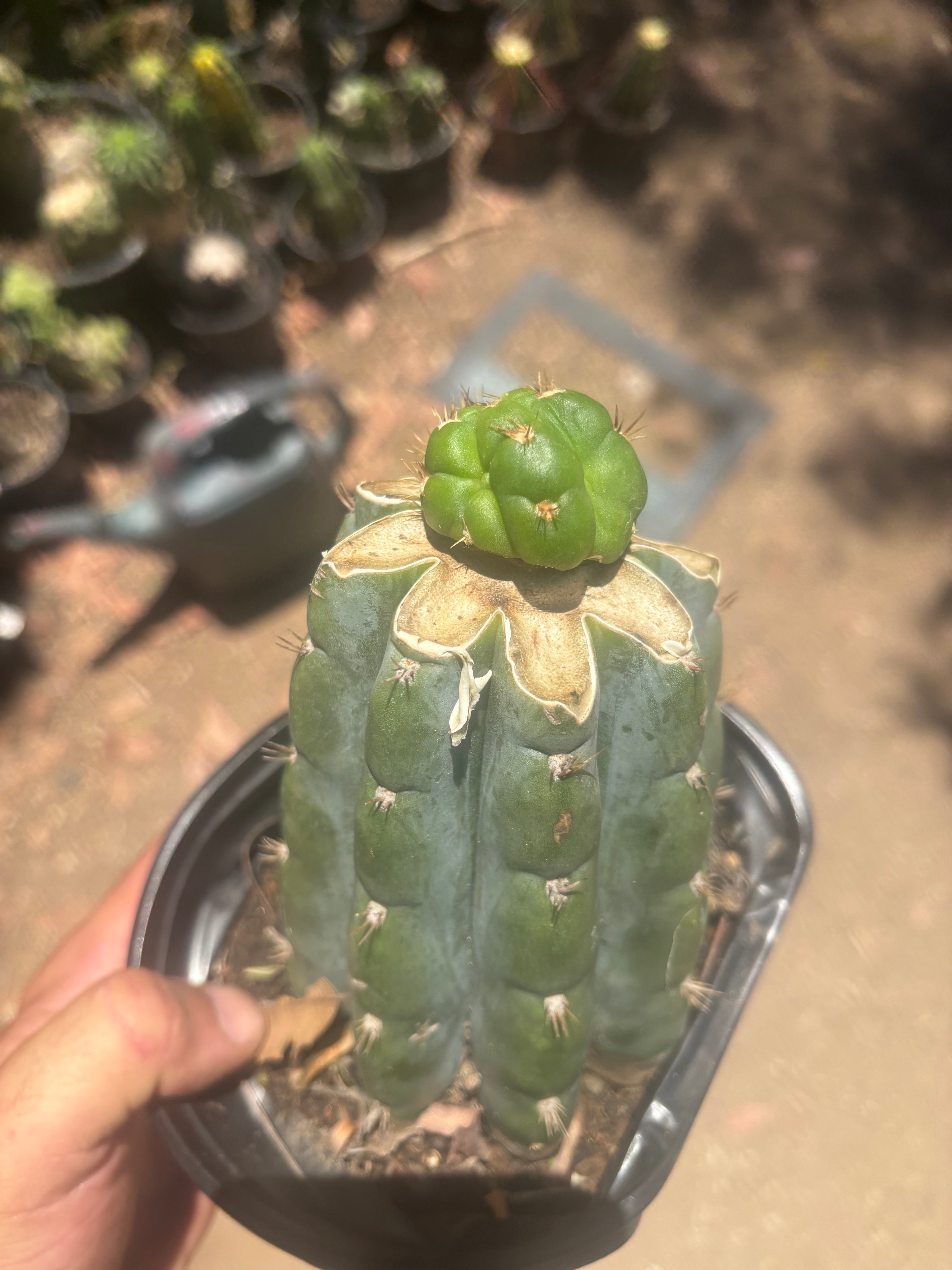 💎👑💎🌶️ CareBear — Graft on Rooted Shine01