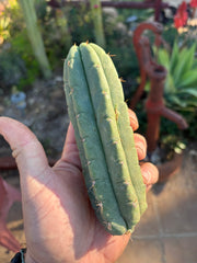 💎👑🌶️🌶️ Austy’s Bomb — 6” Pup