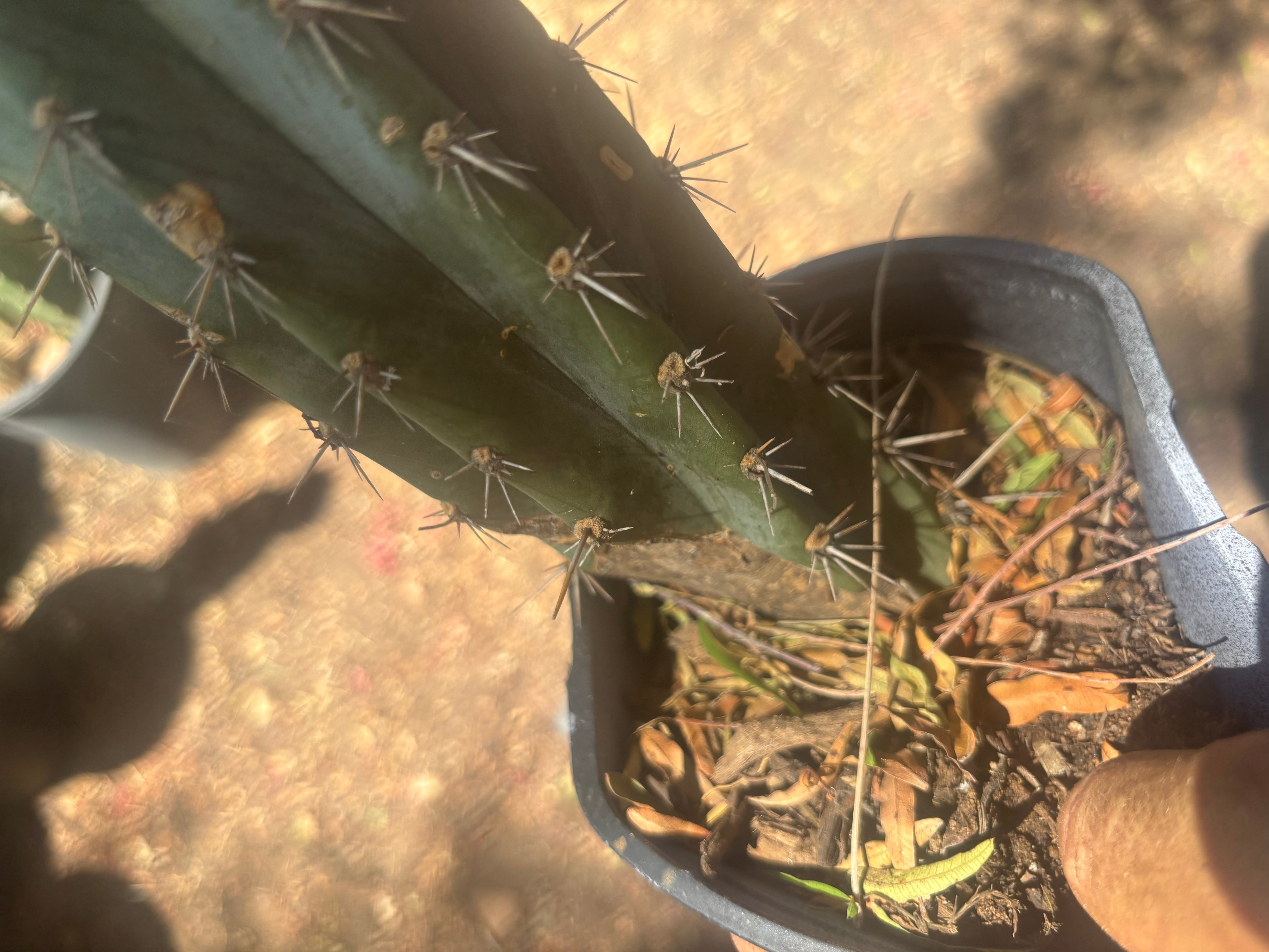 💎👑 Ferret — Rooted 14” Tip