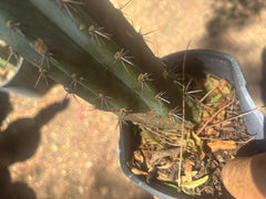 💎👑 Ferret — Rooted 14” Tip