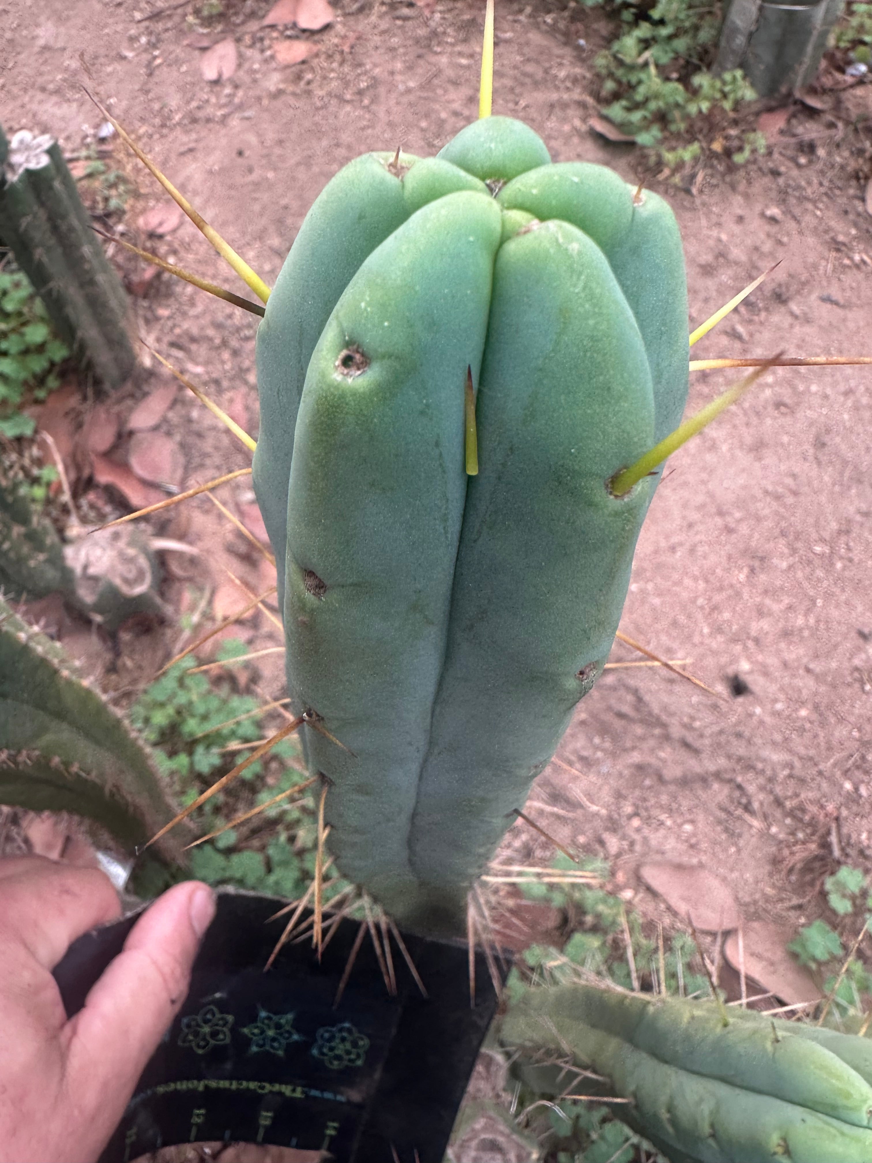 👑🌶️ Psycho0’ x SS02 — 10” Tip