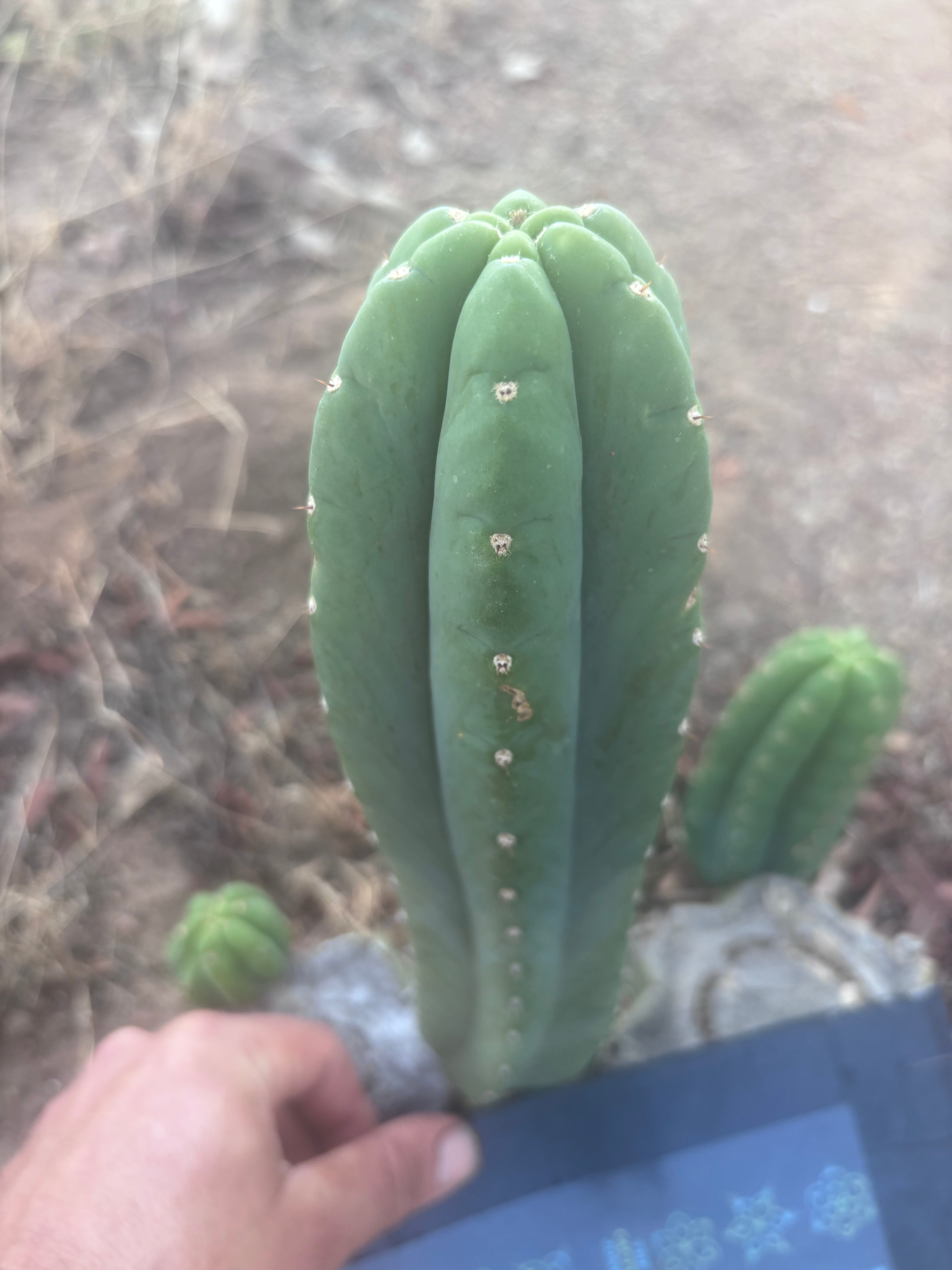 👑🌶️ Yogi — 10.5” Pup